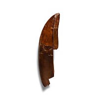 Natural History - Large African 'T-Rex' Fossil Dinosaur Tooth with Root