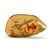 Natural History - Large Polished Copal Amber with Termites