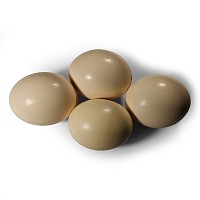 Natural History - Ostrich Egg Collection