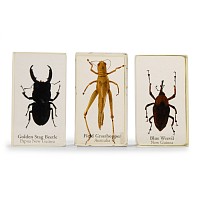 Natural History - Insect Paper Weight Group