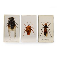 Natural History - Insect Paper Weight Group