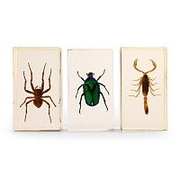 Natural History - Insect Paper Weight Group