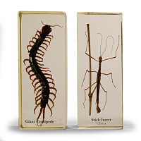 Natural History - Insect Paper Weight Group