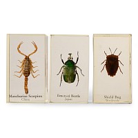 Natural History - Insect Paper Weight Group