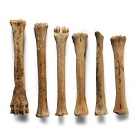 Medieval Animal Bone Group