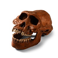 Natural History - Prehistoric Skull Replica