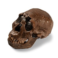 Natural History - Prehistoric Skull Replica