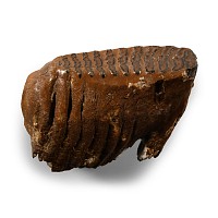 Natural History - Fossil Baby Woolly Mammoth Tooth