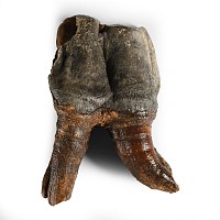 Natural History - Woolly Rhinoceros Lower Back Tooth
