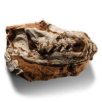 Natural History - Fossil Wolf Skull in Matrix
