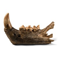 Natural History - Fossil Cave Lion Upper Jaw
