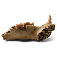 Natural History - Fossil Cave Bear Lower Jaw