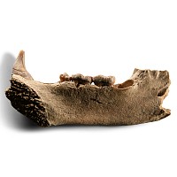 Natural History - Fossil Cave Bear Lower Jaw