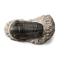 Natural History - Fossil Phacops Trilobite