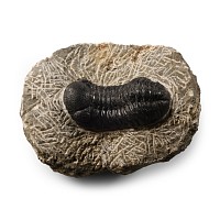 Natural History - Fossil Phacops Trilobite