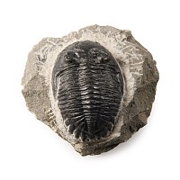 Natural History - Fossil Cornuproetus Trilobite