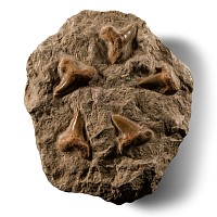 Natural History - Fossil Otodus Shark Tooth Plate