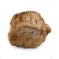 Natural History - Plesiosaurus 'Marine Dinosaur' Fossil Vertebra