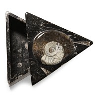 Natural History - Fossil Goniatite Lidded Trinket Box