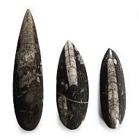 Natural History - Polished Fossil Orthoceras Group