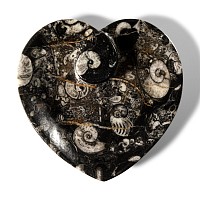 Natural History - Fossil Goniatite Heart-Shaped Trinket Tray