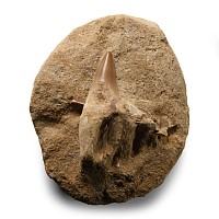 Natural History - Fossil Mosasaur 'Marine Dinosaur' Teeth