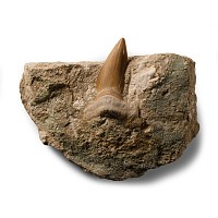 Natural History - Fossil Otodus Shark Tooth on Matrix