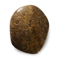 Natural History - Polished Fossil Coral Head Group