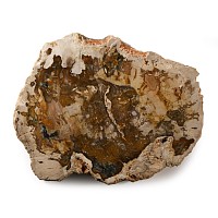 Natural History - Polished Fossil Wood Slice