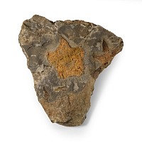 Natural History - Fossil Petraster Starfish on Matrix