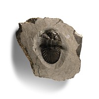 Natural History - Fossil Scutellum Trilobite on Matrix