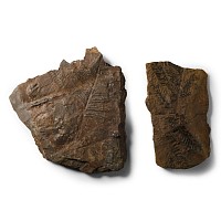 Natural History - Fossil Permian Plants and Ferns on Matrix