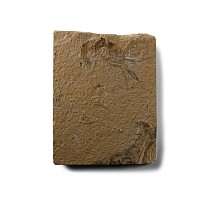 Natural History - Fossil Shrimp on Matrix