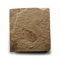 Natural History - Fossil Shrimp and Fish on Matrix