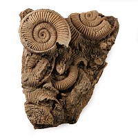 Natural History - Fossil Dactylioceras Ammonite Cluster