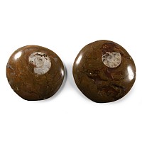 Natural History - Polished Fossil Goniatite Roundel Group
