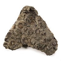 Natural History - Fossil Whitby Dac Ammonite Cluster