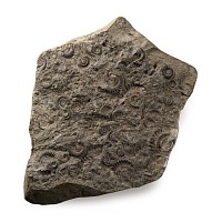 Natural History - Fossil Whitby Dac Ammonite Cluster