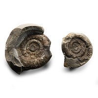 Natural History - Fossil Whitby Dac Ammonite Group