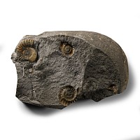 Natural History - Lyme Regis Fossil Ammonite Cluster