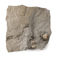 Natural History - Lyme Regis Fossil Ammonite Cluster