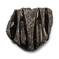 Natural History - Polished Fossil Orthoceras on Rock