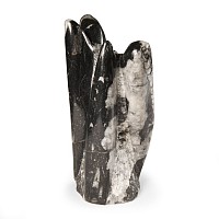 Polished Fossil Orthoceras Column
