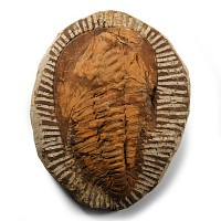 Natural History - Large Fossil Cambropallas Trilobite