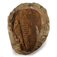 Natural History - Fossil Cambropallas Trilobite