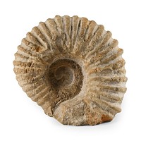 Natural History - Fossil White Agadir Ammonite