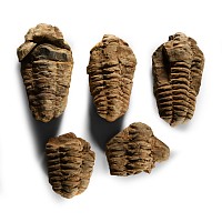 Natural History - Fossil Flexicalymene Trilobite Group