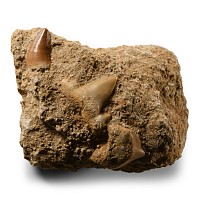 Natural History - Fossil Mosasaur 'Marine Dinosaur' and Shark Teeth