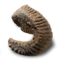 Natural History - Fossil Rastellum Bivalve