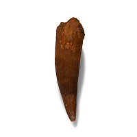 Natural History - Massive Spinosaurus Dinosaur Tooth